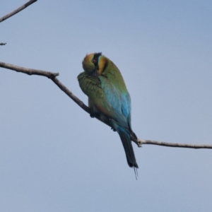 Merops ornatus at Brunswick Heads, NSW - 17 Nov 2023