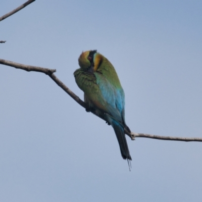 Merops ornatus (Rainbow Bee-eater) at Brunswick Heads, NSW - 17 Nov 2023 by macmad