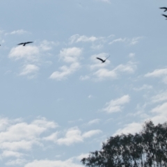 Zanda funerea (Yellow-tailed Black-Cockatoo) at Brunswick Heads, NSW - 17 Nov 2023 by macmad