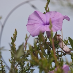 Ipomoea cairica at Brunswick Heads, NSW - 17 Nov 2023 08:52 AM