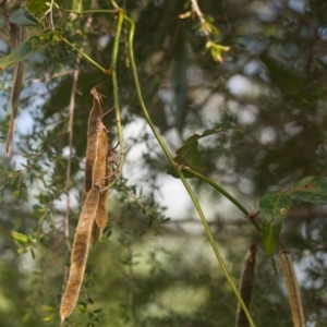 Ipomoea cairica at Brunswick Heads, NSW - 17 Nov 2023