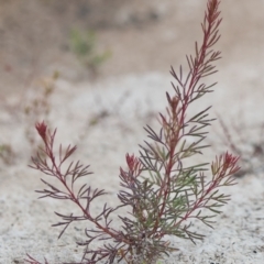 Unidentified Plant at Brunswick Heads, NSW - 17 Nov 2023 by macmad