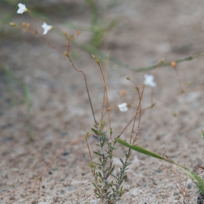 Mitrasacme alsinoides at Brunswick Heads, NSW - 17 Nov 2023 by macmad