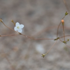 Mitrasacme alsinoides at Brunswick Heads, NSW - 17 Nov 2023