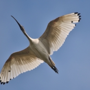 Threskiornis molucca at Brunswick Heads, NSW - 17 Nov 2023