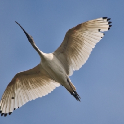 Threskiornis molucca (Australian White Ibis) at Brunswick Heads, NSW - 17 Nov 2023 by macmad