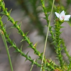 Sprengelia sprengelioides (Sprengelia) at Brunswick Heads, NSW - 16 Nov 2023 by macmad