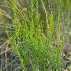 Sprengelia sprengelioides at Wallum - 17 Nov 2023