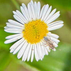 Lygaeidae (family) at GG182 - 25 Nov 2023