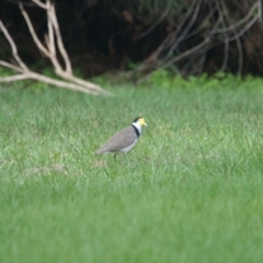 Vanellus miles (Masked Lapwing) at Wallum - 16 Nov 2023 by macmad