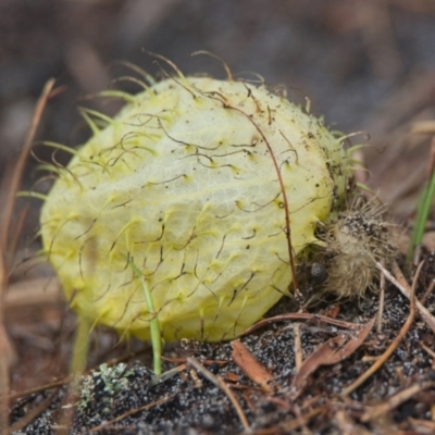 Gomphocarpus physocarpus (Balloon Cotton Bush) at Brunswick Heads, NSW - 17 Nov 2023 by macmad