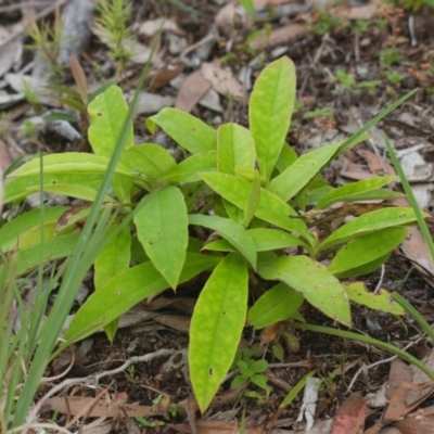 Elaeocarpus reticulatus at Brunswick Heads, NSW - 17 Nov 2023 by macmad