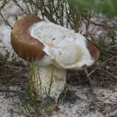 Unverified Fungus at Brunswick Heads, NSW - 17 Nov 2023 by macmad