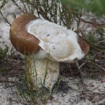 Unidentified Fungus at Brunswick Heads, NSW - 16 Nov 2023 by macmad