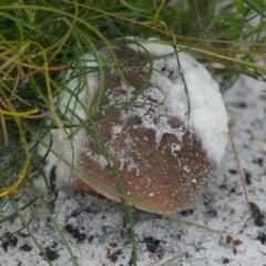 bolete at Brunswick Heads, NSW - 17 Nov 2023 09:22 AM