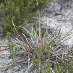 Unidentified Lily or Iris at Brunswick Heads, NSW - 16 Nov 2023 by macmad