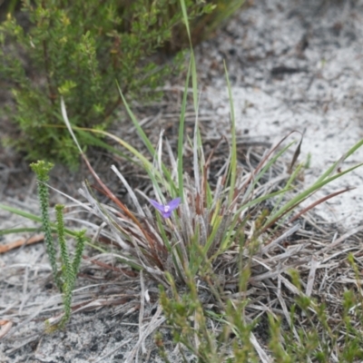 Patersonia sp. at Brunswick Heads, NSW - 17 Nov 2023 by macmad