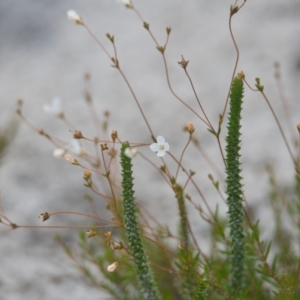 Mitrasacme alsinoides at Wallum - 17 Nov 2023 09:24 AM