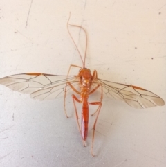 Hypopheltes sp. (genus) at Birrigai - 27 Nov 2023