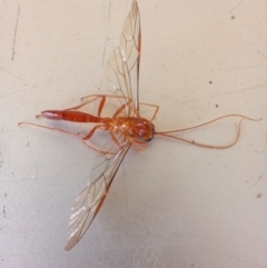 Hypopheltes sp. (genus) at Birrigai - 27 Nov 2023