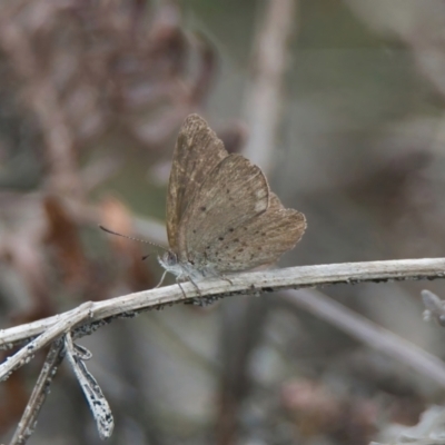 Unidentified Moth (Lepidoptera) at Wallum - 16 Nov 2023 by macmad