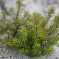 Unidentified Plant at Brunswick Heads, NSW - 16 Nov 2023 by macmad