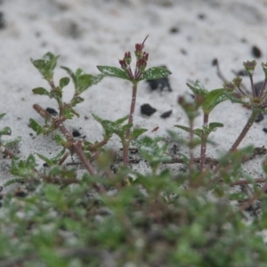 Pomax umbellata at Wallum - 17 Nov 2023