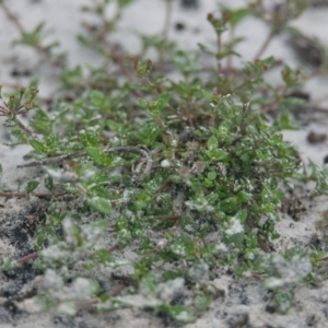 Pomax umbellata at Wallum - 17 Nov 2023