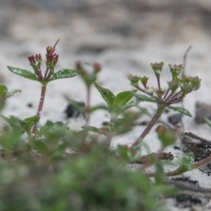 Pomax umbellata at Wallum - 17 Nov 2023