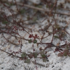 Unidentified Plant at Wallum - 16 Nov 2023 by macmad