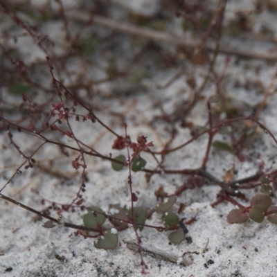 Unidentified Plant at Wallum - 16 Nov 2023 by macmad