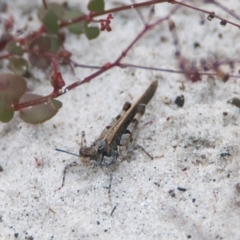 Unidentified Grasshopper, Cricket or Katydid (Orthoptera) at Brunswick Heads, NSW - 16 Nov 2023 by macmad