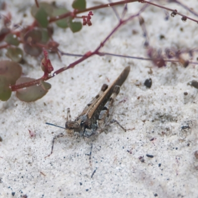 Unidentified Grasshopper, Cricket or Katydid (Orthoptera) at Wallum - 16 Nov 2023 by macmad