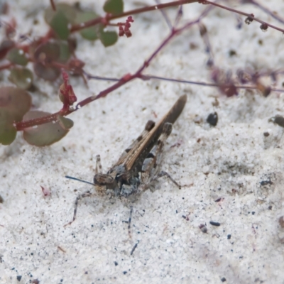 Unidentified Grasshopper, Cricket or Katydid (Orthoptera) at Brunswick Heads, NSW - 16 Nov 2023 by macmad