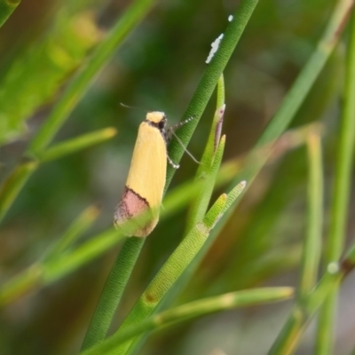 Chrysonoma paracycla (Chrysonoma paracycla) at Wallum - 17 Nov 2023 by macmad