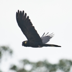 Zanda funerea (Yellow-tailed Black-Cockatoo) at Brunswick Heads, NSW - 17 Nov 2023 by macmad