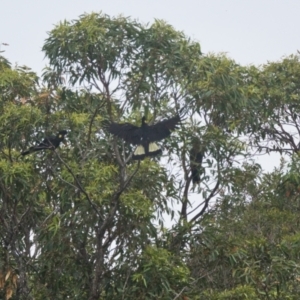 Zanda funerea at Brunswick Heads, NSW - 17 Nov 2023