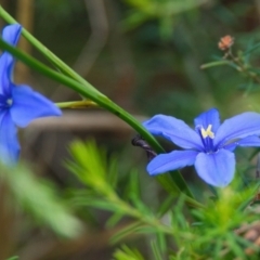 Aristea ecklonii (Blue Stars) at Brunswick Heads, NSW - 17 Nov 2023 by macmad