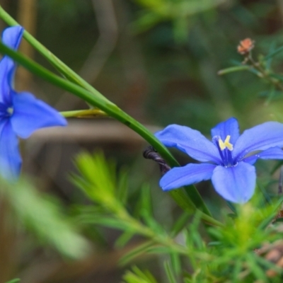 Aristea ecklonii (Blue Stars) at Brunswick Heads, NSW - 16 Nov 2023 by macmad