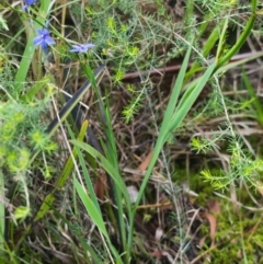 Aristea ecklonii at Brunswick Heads, NSW - 17 Nov 2023