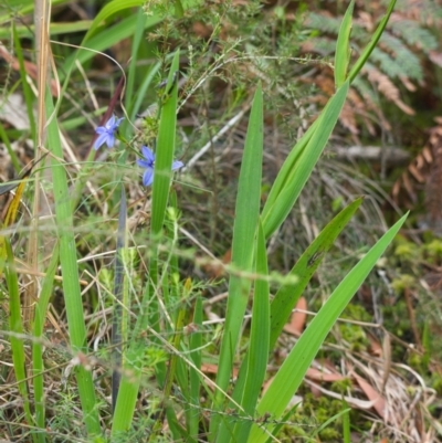 Aristea ecklonii (Blue Stars) at Brunswick Heads, NSW - 16 Nov 2023 by macmad