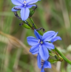 Aristea ecklonii at Brunswick Heads, NSW - 17 Nov 2023 09:37 AM