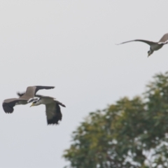 Vanellus miles (Masked Lapwing) at Brunswick Heads, NSW - 16 Nov 2023 by macmad