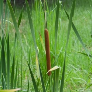 Typha orientalis at Wallum - 17 Nov 2023