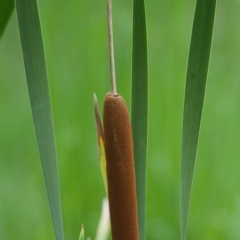 Typha orientalis at Wallum - 17 Nov 2023