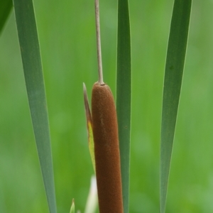 Typha orientalis at Wallum - 17 Nov 2023