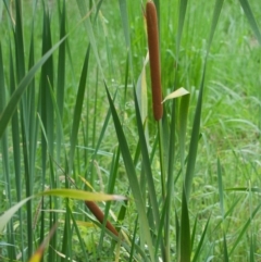 Typha orientalis at Wallum - 17 Nov 2023