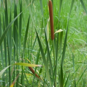 Typha orientalis at Wallum - 17 Nov 2023 09:43 AM