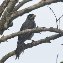 Manorina melanocephala (Noisy Miner) at Brunswick Heads, NSW - 16 Nov 2023 by macmad