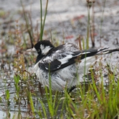 Grallina cyanoleuca (Magpie-lark) at Wallum - 16 Nov 2023 by macmad